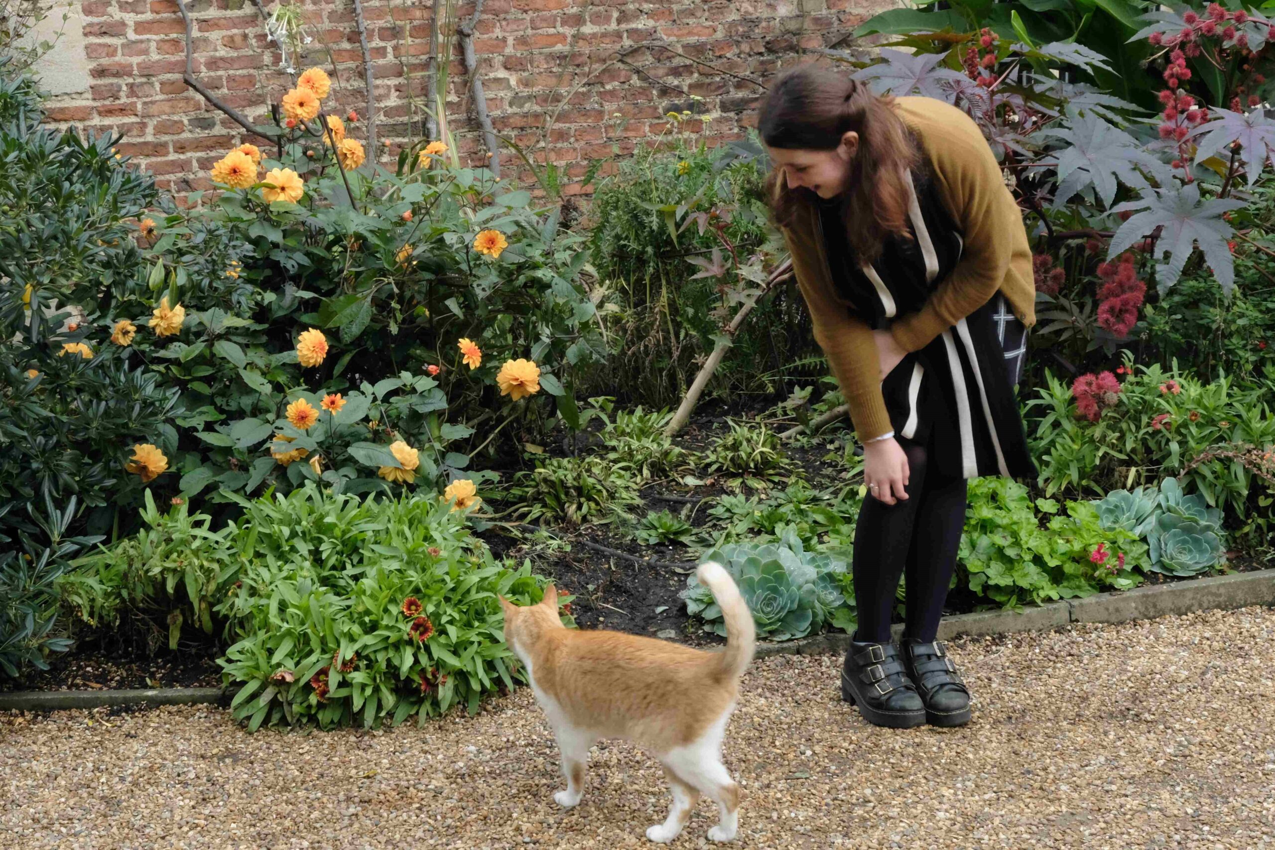 Woman strokes a cat beside a flower bed in Trinity Hall Cambridge. The woman is Rhiannon Warren and the cat is Silly, the College cat.
