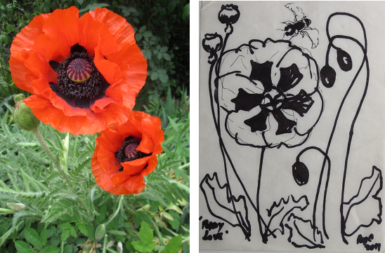 Two red poppies in Sir Roy Calne's garden and an ink art piece based on the photo