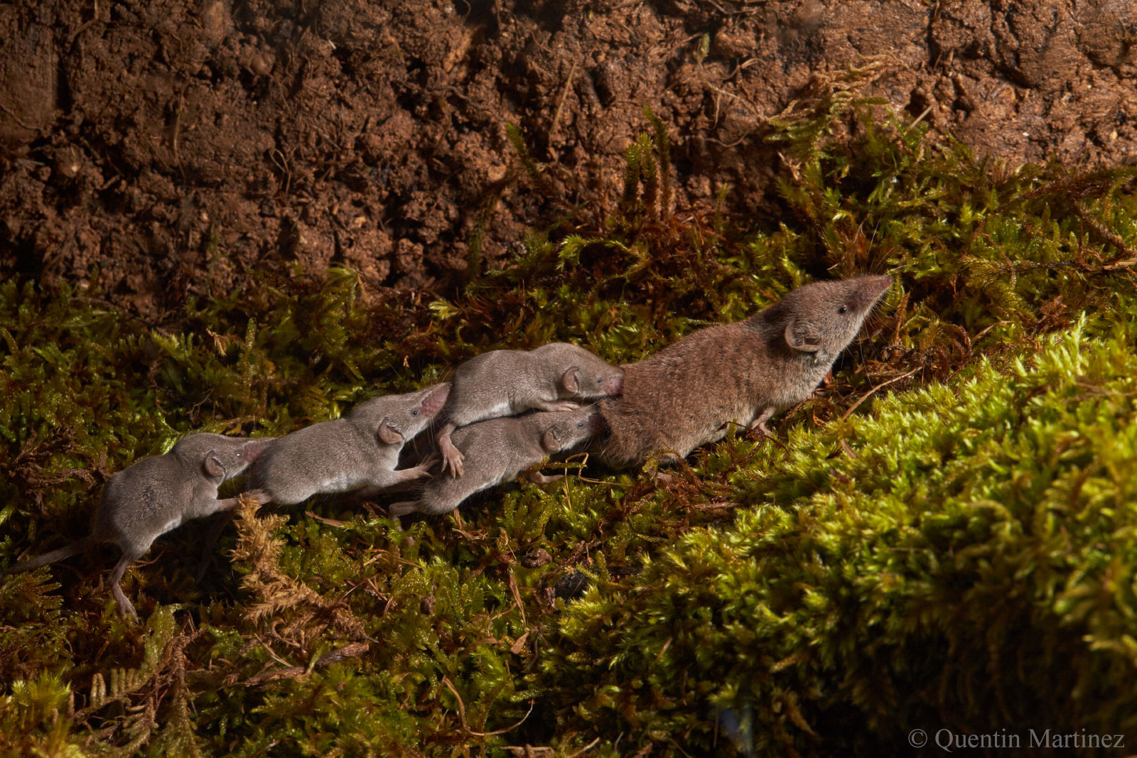 Four young shrews following an adult shrew up a mossy embankment